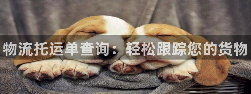 28圈官网开奖结果预测